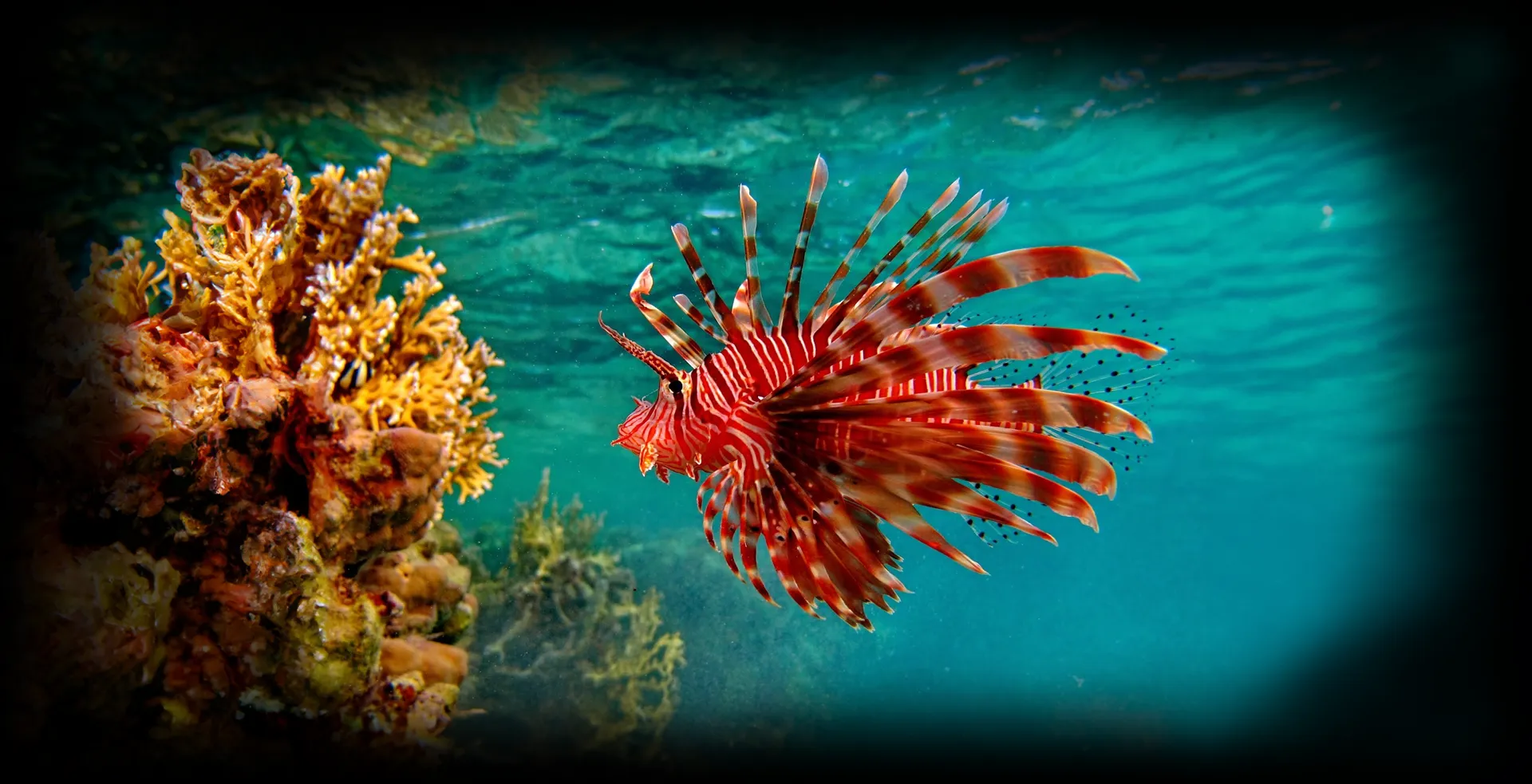 Imagem de fundo de Peixe-Leão - Poytara